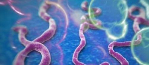 Il virus Ebola visto al microscopio