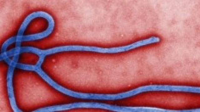Ebola, il virus in Europa: Italia a rischio?
