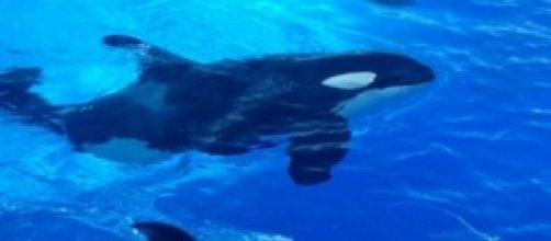 Orcas: seres inteligentes