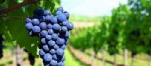 viticoltura italiana e normative europeee