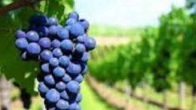 viticoltura italiana e normative europeee