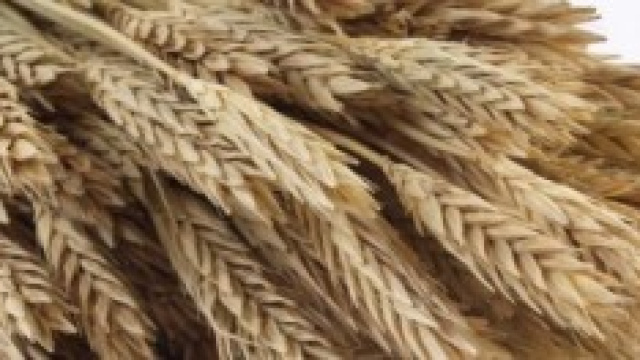 spighe d'orzo appena raccolte