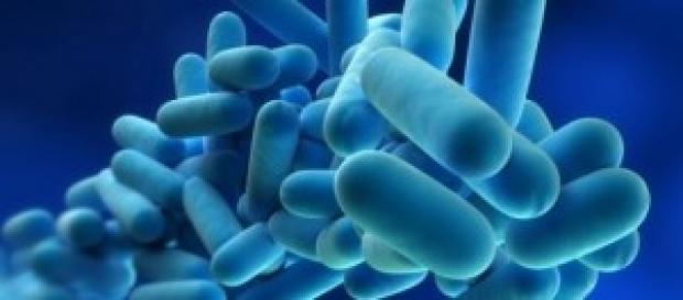 Infeção por inalação de Legionella. Infeção por inalação de Legionella.