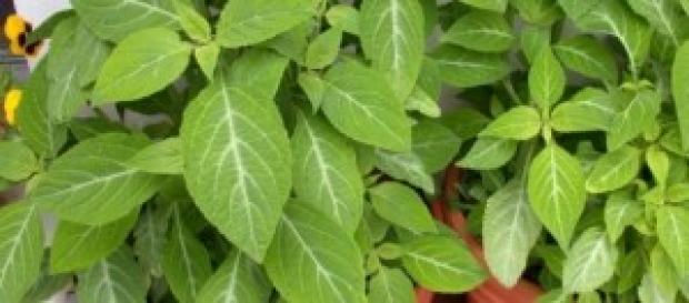 Salve a Sálvia! Medicina natural. Salve a Sálvia! Medicina natural.