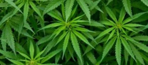 Uruguay es pionero en legalizar su venta Uruguay es pionero en legalizar su venta