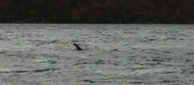 Nessie o un albero? La seconda, probabilmente. Nessie o un albero? La seconda, probabilmente.