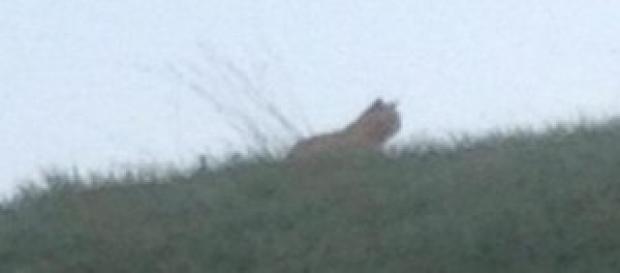 Caccia alla tigre vicino Eurodisney Paris Caccia alla tigre vicino Eurodisney Paris