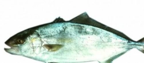 Ricciola, pesce azzurro utile alla causa