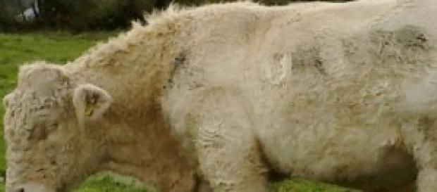 Benjy, el toro gay salvado del matadero Benjy, el toro gay salvado del matadero