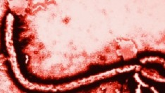 ebola, allarme rientrato in italia?