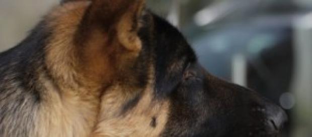 Poderá a castração levar à extinção dos cães? Poderá a castração levar à extinção dos cães?