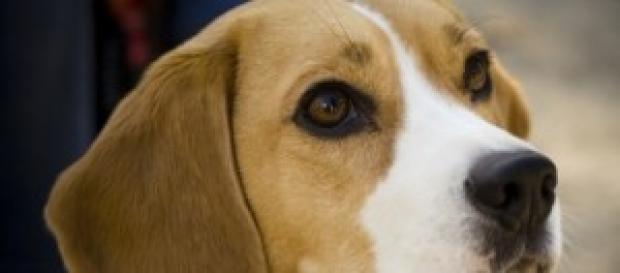 beagle beagle
