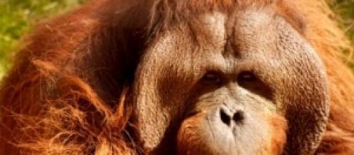 Piden considerar personas a los orangutanes.
