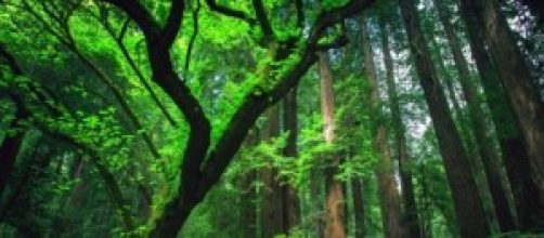 Le foreste vergini sono patrimonio del'umanità.
