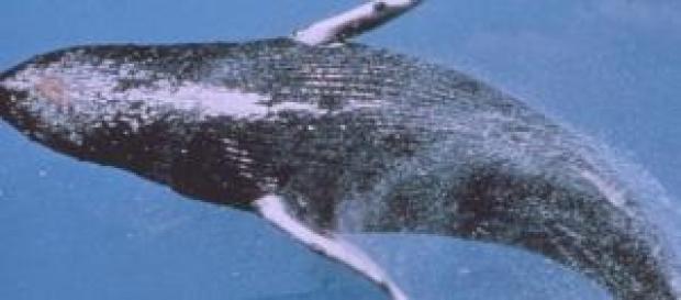Con la reanudación de la caza mermaría la especie. Con la reanudación de la caza mermaría la especie.