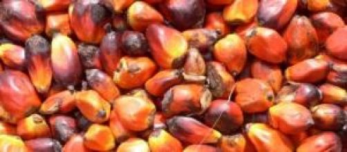 I frutti da cui viene estratto l'olio di palma.