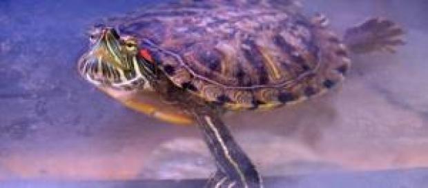 El galápago de Florida es una especie exótica. El galápago de Florida es una especie exótica.