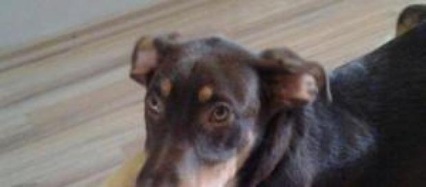 Un perro adoptado en su nueva casa Un perro adoptado en su nueva casa