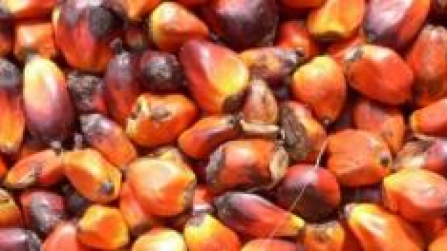 I frutti da cui viene estratto l'olio di palma.