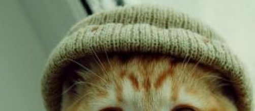 Foto de gatito con gorro de lana