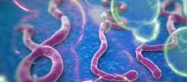 Ebola: migliorano condizioni medico siciliano. Ebola: migliorano condizioni medico siciliano.