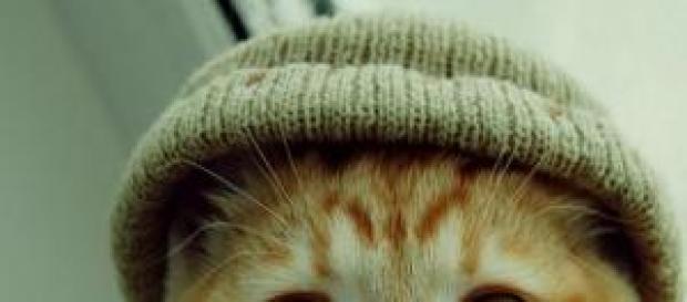 Foto de gatito con gorro de lana Foto de gatito con gorro de lana