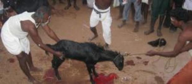 Les sacrifices sont censés chasser le diable. Les sacrifices sont censés chasser le diable.