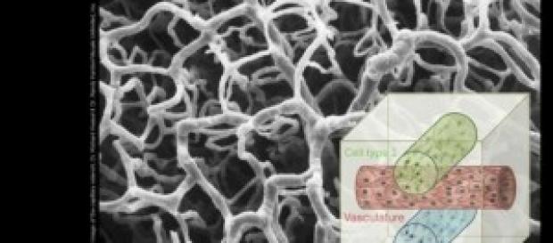 La esperanza en forma de 3-D La esperanza en forma de 3-D