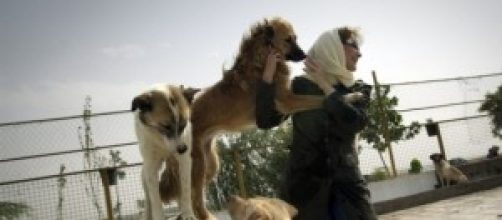 volontaria in iran con cani in un rifugio