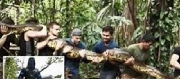 Peor es sacar a la Anaconda de su habitat Peor es sacar a la Anaconda de su habitat