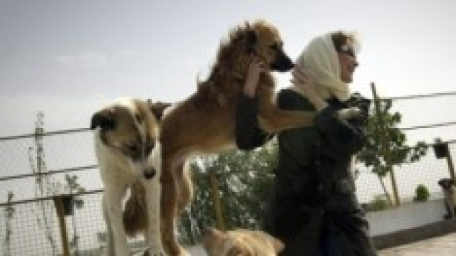 volontaria in iran con cani in un rifugio