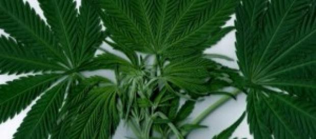 Marihuana puede curar la cancer Marihuana puede curar la cancer