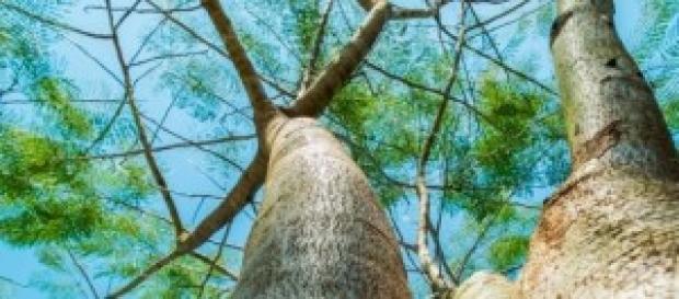 Eco-árboles, una modalidad sustentable Eco-árboles, una modalidad sustentable