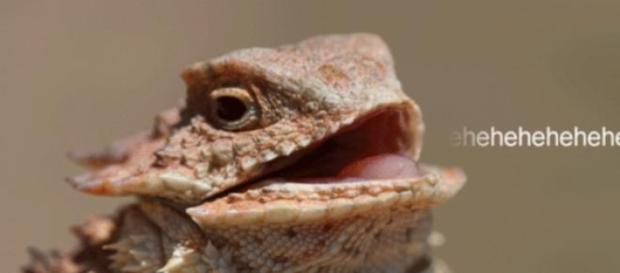 Teremos que aguentar o sorriso do lagarto? Teremos que aguentar o sorriso do lagarto?