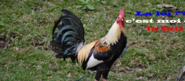 Jeune coq de combat invaincu. Jeune coq de combat invaincu.