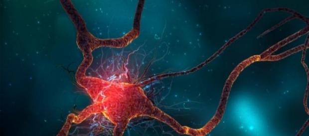 Neurotransmisión de señales Neurotransmisión de señales