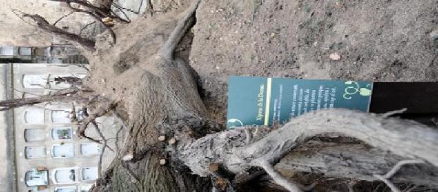 Al caer el ciprés quedó a la vista una fosa común Al caer el ciprés quedó a la vista una fosa común