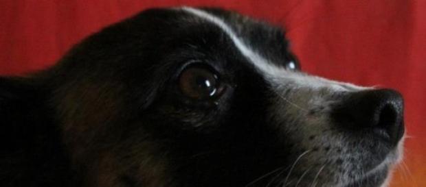 Los perros podrían intuir la llegada de sus amos Los perros podrían intuir la llegada de sus amos