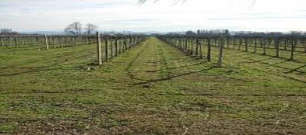 Proroga imu terreni agricoli montani al 26/01 Proroga imu terreni agricoli montani al 26/01