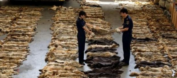 Tras el martirio, grandes beneficios Tras el martirio, grandes beneficios