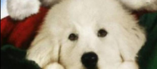 Zampa il cagnolino di peluche che diventerà vivo Zampa il cagnolino di peluche che diventerà vivo