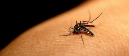 Mosquito del chikungunya (dengue hemorrágico)