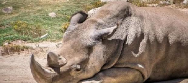 Angalifu, el rinocereonte blanco fallecido Angalifu, el rinocereonte blanco fallecido
