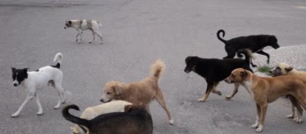 É comum ver cães abandonados pelas ruas É comum ver cães abandonados pelas ruas
