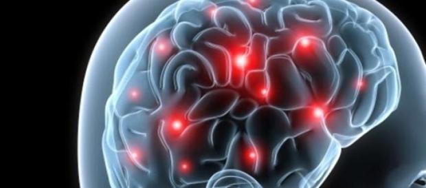 El cerebro desvela secretos a científicos El cerebro desvela secretos a científicos