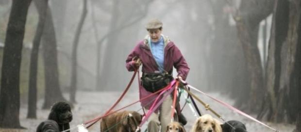 Even In Recession, Dog Walkers' Hands Are Full Even In Recession, Dog Walkers' Hands Are Full