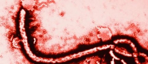 ebola, notizie positive per il medico italiano