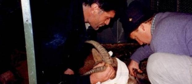 Los intentos de clonar una cabra bucardo siguen Los intentos de clonar una cabra bucardo siguen