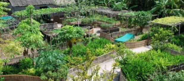 Permacultura o cultivo ecológico Permacultura o cultivo ecológico