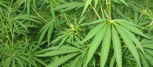 Canabidiol, substâncias derivadas da maconha Canabidiol, substâncias derivadas da maconha